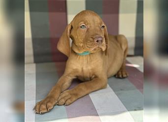 Zuckersüße Magyar Vizsla Welpen mit Papieren gerne an Nichtjäger abzugeben!