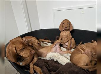 Zuckersüße Magyar Vizsla Welpen mit Papieren gerne an Nichtjäger abzugeben!