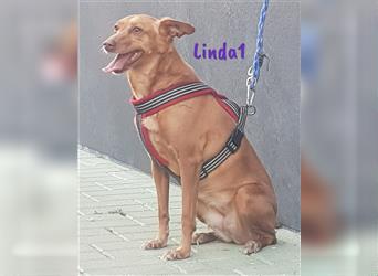 Linda1 04/2020 (ESP Pflegestelle) - unkomplizierte, Kinder- und Katzenliebe Podenca!