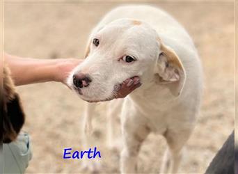 Earth 06/2023 (GRC) - bildhübscher, geselliger, freundlicher und sportlicher English Setter Mix!