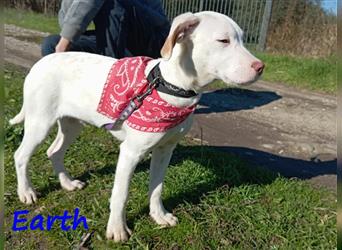 Earth 06/2023 (GRC) - bildhübscher, geselliger, freundlicher und sportlicher English Setter Mix!