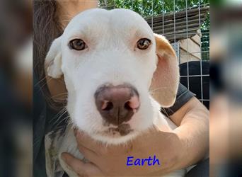 Earth 06/2023 (GRC) - bildhübscher, geselliger, freundlicher und sportlicher English Setter Mix!