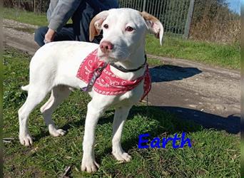 Earth 06/2023 (GRC) - bildhübscher, geselliger, freundlicher und sportlicher English Setter Mix!