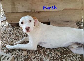 Earth 06/2023 (GRC) - bildhübscher, geselliger, freundlicher und sportlicher English Setter Mix!