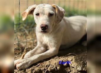 Earth 06/2023 (GRC) - bildhübscher, geselliger, freundlicher und sportlicher English Setter Mix!