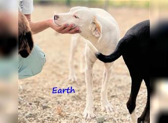 Earth 06/2023 (GRC) - bildhübscher, geselliger, freundlicher und sportlicher English Setter Mix!