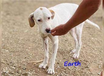 Earth 06/2023 (GRC) - bildhübscher, geselliger, freundlicher und sportlicher English Setter Mix!