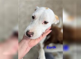 Earth 06/2023 (GRC) - bildhübscher, geselliger, freundlicher und sportlicher English Setter Mix!