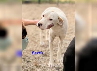 Earth 06/2023 (GRC) - bildhübscher, geselliger, freundlicher und sportlicher English Setter Mix!