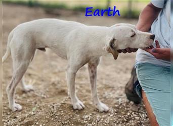 Earth 06/2023 (GRC) - bildhübscher, geselliger, freundlicher und sportlicher English Setter Mix!