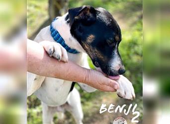 Benji2 05/2022 (ESP) - kinderlieber und sehr sozialer, junger Bodeguero Mix!