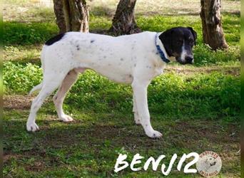 Benji2 05/2022 (ESP) - kinderlieber und sehr sozialer, junger Bodeguero Mix!