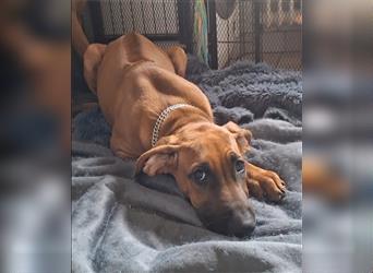 Rhodesian Ridgeback 4 Monate altes Mädchen aus liebevoller Hobby-Zucht