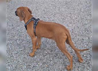 Rhodesian Ridgeback 4 Monate altes Mädchen aus liebevoller Hobby-Zucht