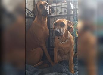 Rhodesian Ridgeback 4 Monate altes Mädchen aus liebevoller Hobby-Zucht