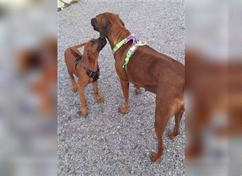 Rhodesian Ridgeback 4 Monate altes Mädchen aus liebevoller Hobby-Zucht