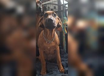 Rhodesian Ridgeback 4 Monate altes Mädchen aus liebevoller Hobby-Zucht