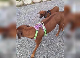 Rhodesian Ridgeback 4 Monate altes Mädchen aus liebevoller Hobby-Zucht