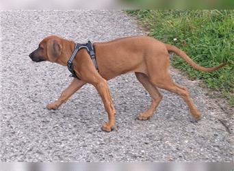 Rhodesian Ridgeback 4 Monate altes Mädchen aus liebevoller Hobby-Zucht