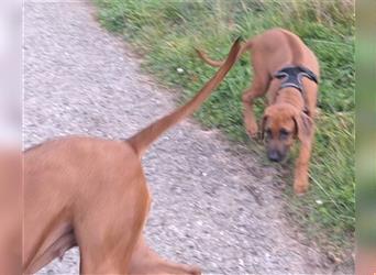 Rhodesian Ridgeback 4 Monate altes Mädchen aus liebevoller Hobby-Zucht