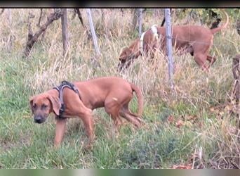 Rhodesian Ridgeback 4 Monate altes Mädchen aus liebevoller Hobby-Zucht