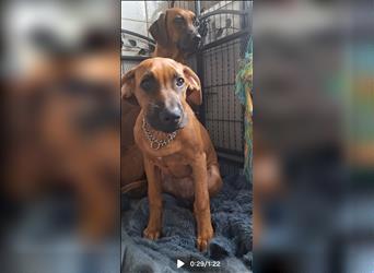 Rhodesian Ridgeback 4 Monate altes Mädchen aus liebevoller Hobby-Zucht