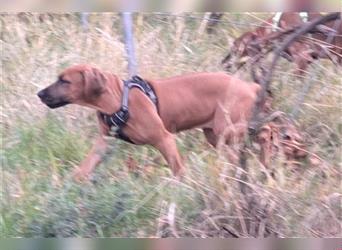 Rhodesian Ridgeback 4 Monate altes Mädchen aus liebevoller Hobby-Zucht