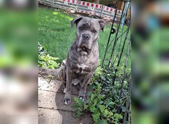 Cane Corso Welpen