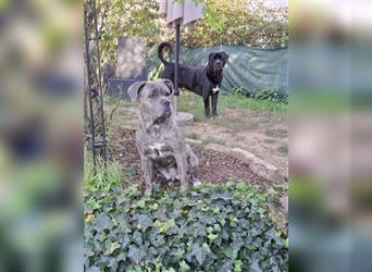 Cane Corso Welpen