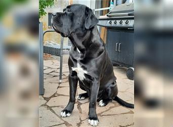 Cane Corso Welpen