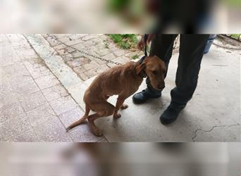 Mihaly sucht Vizsla Liebhaber