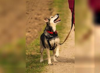 Bobo – RLD ( Timon) – kleiner Schlaukopf