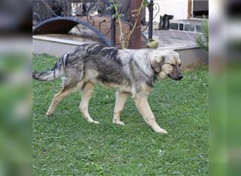 Smoki - Achtung Traumhund!