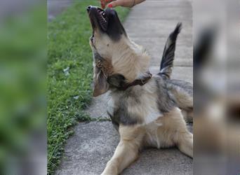 Smoki - Achtung Traumhund!