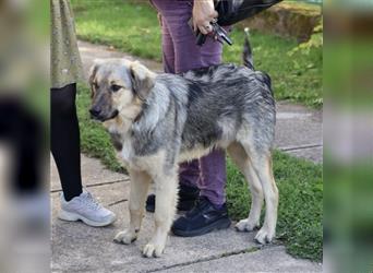 Smoki - Achtung Traumhund!