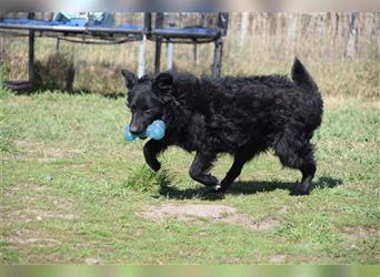 Gunnar - 3jähriger verspielter Mudi Mix Rüde