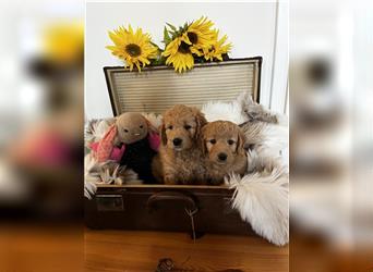 Goldendoodle F1 medium