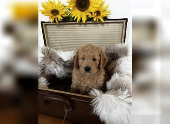 Goldendoodle F1 medium