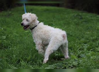 LUKAS - ich suche eine geduldige und liebevolle Familie!