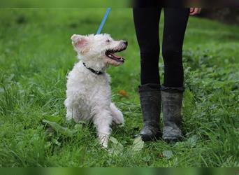 LUKAS - ich suche eine geduldige und liebevolle Familie!