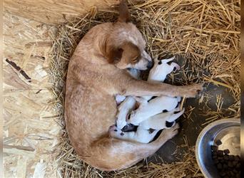 Australian Cattle Dog Welpen