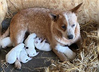 Australian Cattle Dog Welpen