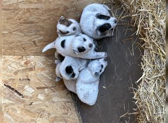 Australian Cattle Dog Welpen