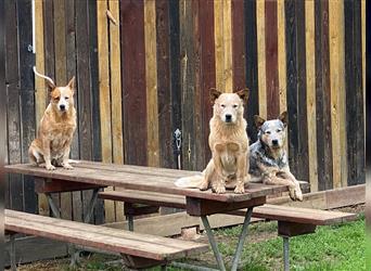 Australian Cattle Dog Welpen