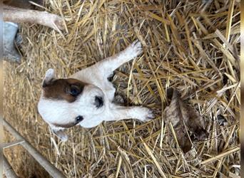 Australian Cattle Dog Welpe