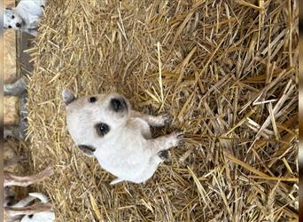 Australian Cattle Dog Welpe