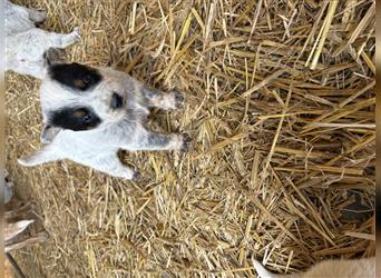 Australian Cattle Dog Welpe