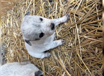 Australian Cattle Dog Welpe