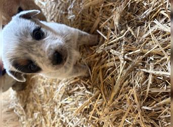 Australian Cattle Dog Welpe