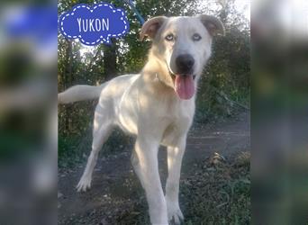 Yukon ein wundervoller Schatz